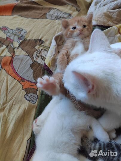 Котенок в дар рыжий