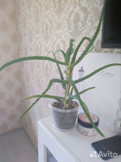 Бальзамин, алоэ