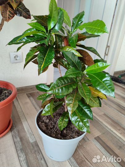 Кодиеум кротон