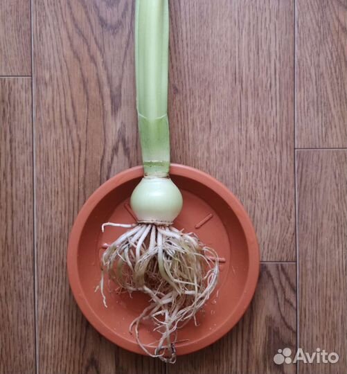 Гиппеаструм красный. Замиокулькас