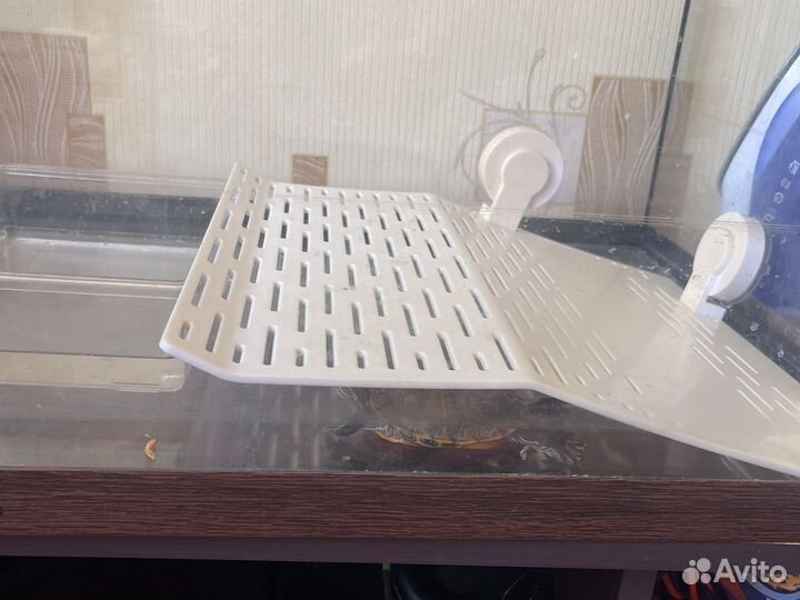 Животные в дар