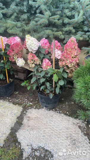 Гортензия в ассортименте