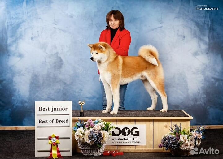 Кобель для вязки акита ину