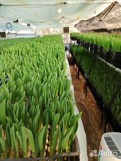 Тюльпаны к 8 марта оптом