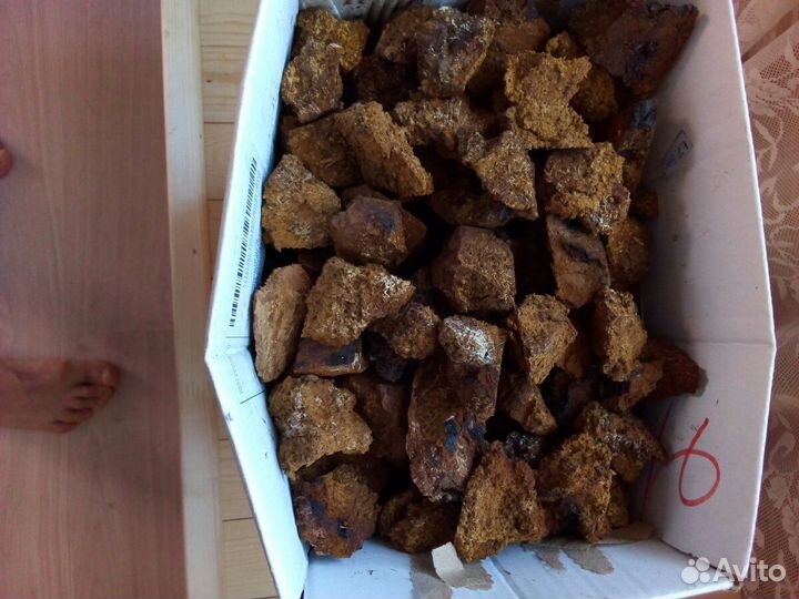 Чага-хранитель нашего здоровья от природы