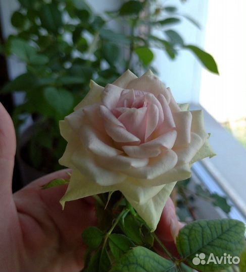 Роза комнатная сорт 