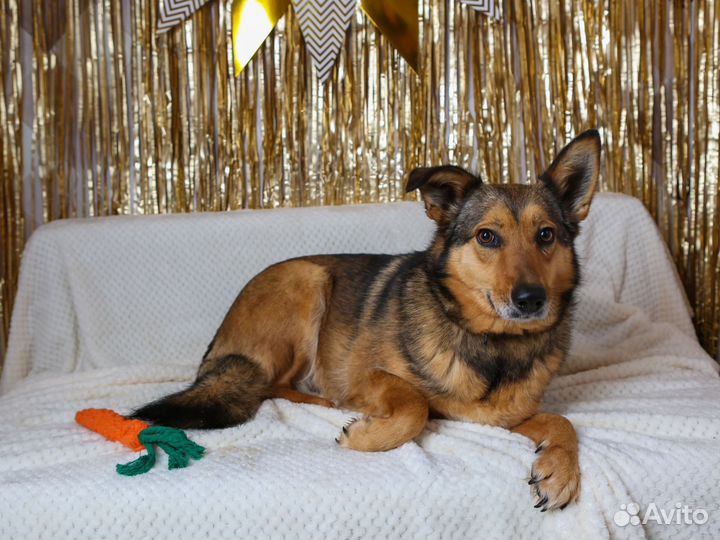 Небольшая собачка Ася