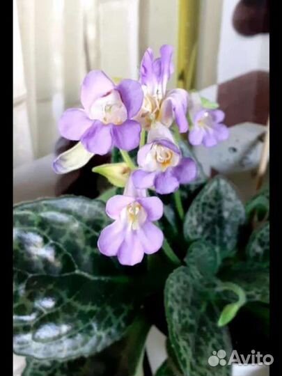 Стрептокарпусы