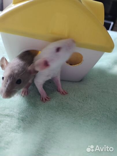 Крыса дамбо