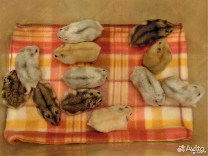 Джунгарские хомяки - разноцветные, клетки, шары