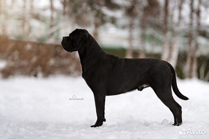 Кане Корсо вязка