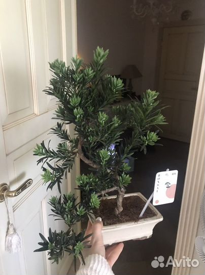 Бонсай Сосна Будды, редкий, в наличии