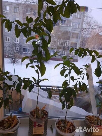 Мандариновое и авокадо дерево