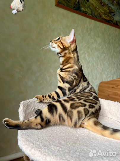 Бенгальская кошечка