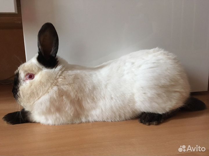 Кролики калифорнийские