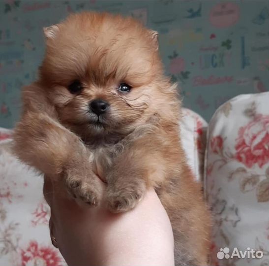 Померанский шпиц