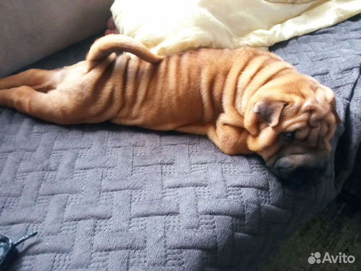 Щенки шарпей