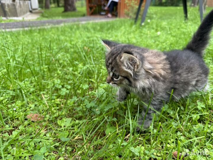 Британские котята