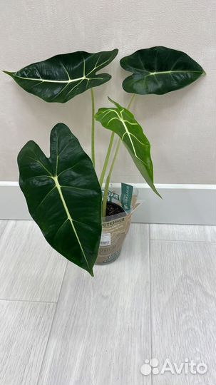 Уход за комнатными растениями