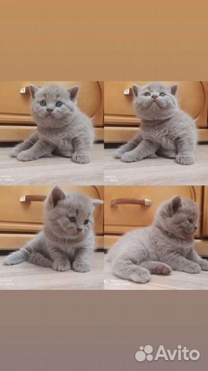 Британские котята
