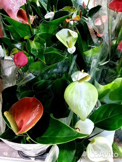 Антуриум. Цветок мужское счастье