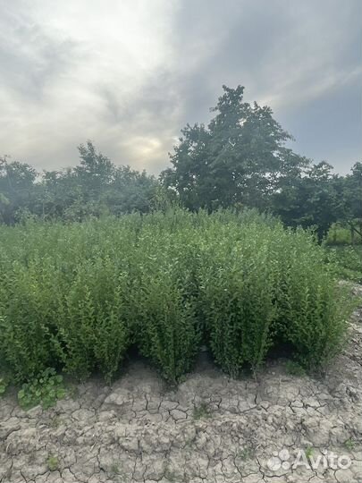 Лигуструм(Бирючина)