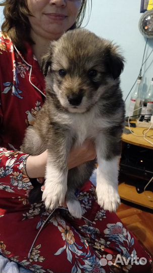 Собаки бесплатно в добрые руки щенки