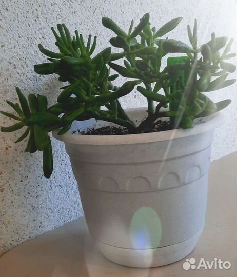 Толстянка Крассула Хобит