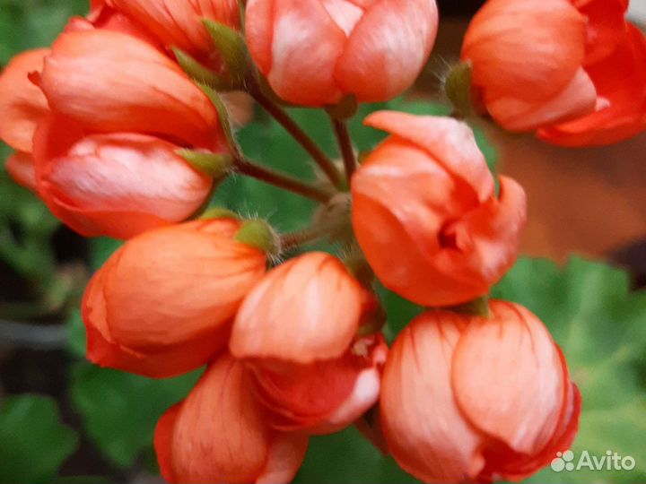 Пеларгония тюльпановидная герань