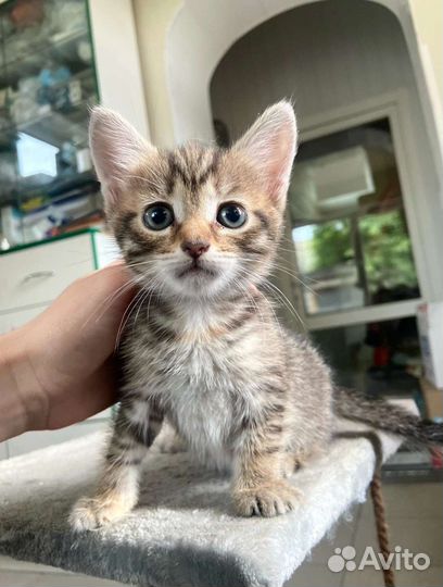 Котёнок девочка в добрые руки