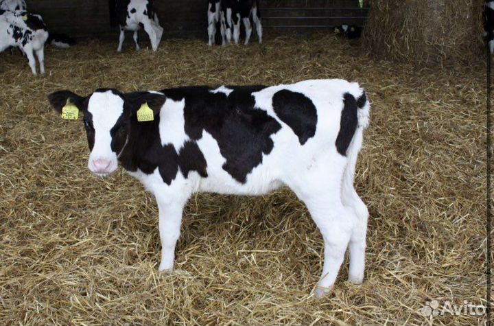 Бычки Телки Холмогоры Голштины
