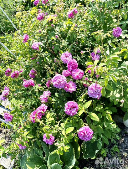 Многолетники