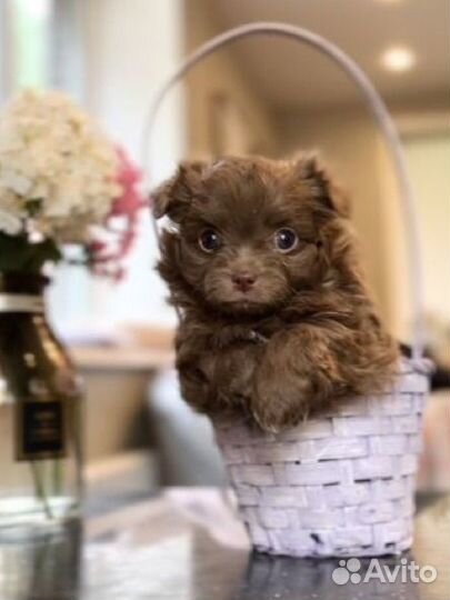 Русская цветная болонка + чихуа (дизайнерская)