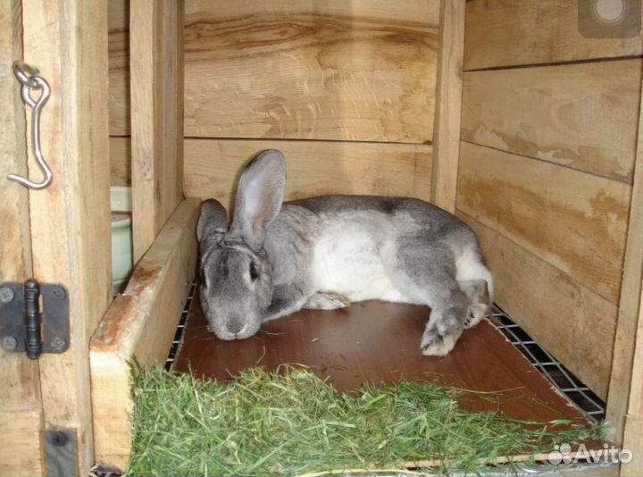 Мясо кроликов молоденьких