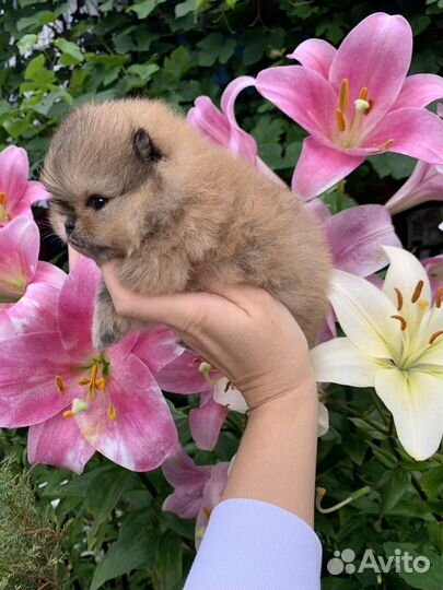 Помераночка