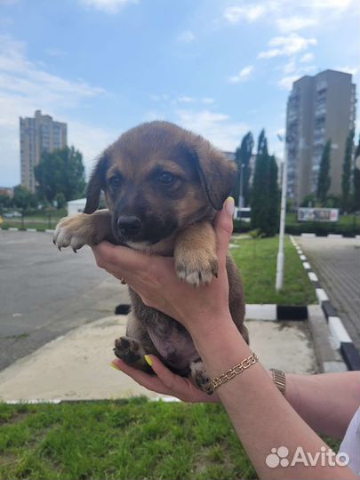 Собака лидер преступной группировки