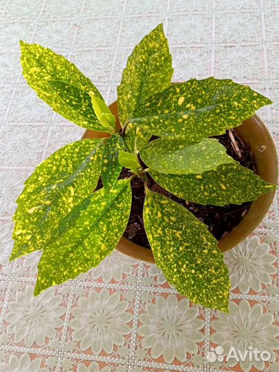 Аукуба (золотое дерево)