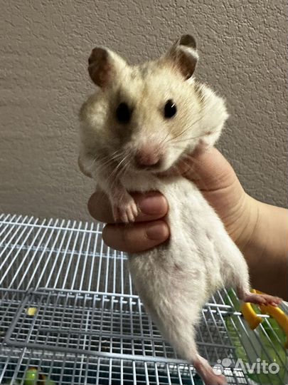 Сирийский хомяк