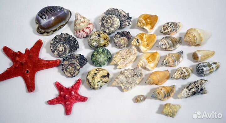 Морские ракушки 60 шт + 2 морские звезды