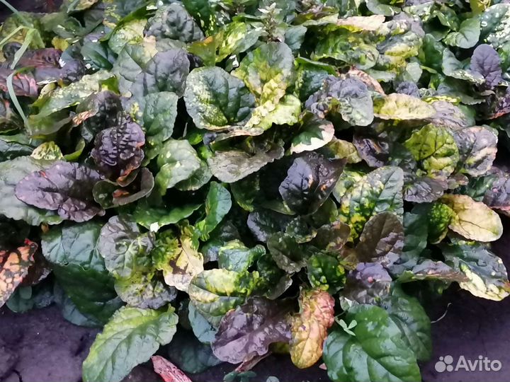 Аюга (живучка)