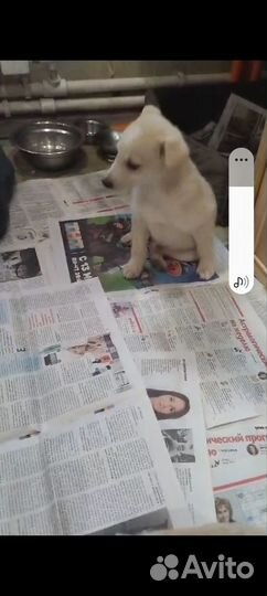 Щенок в добрые руки