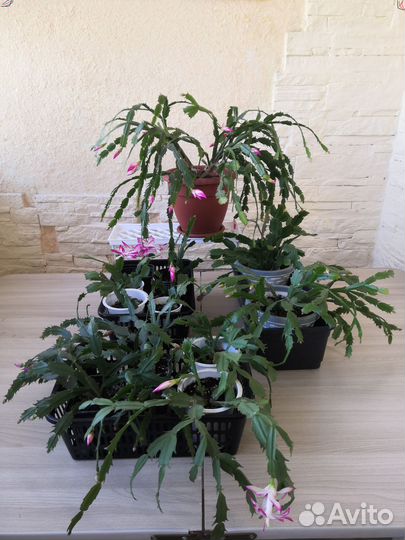 Комнатные растения цветы