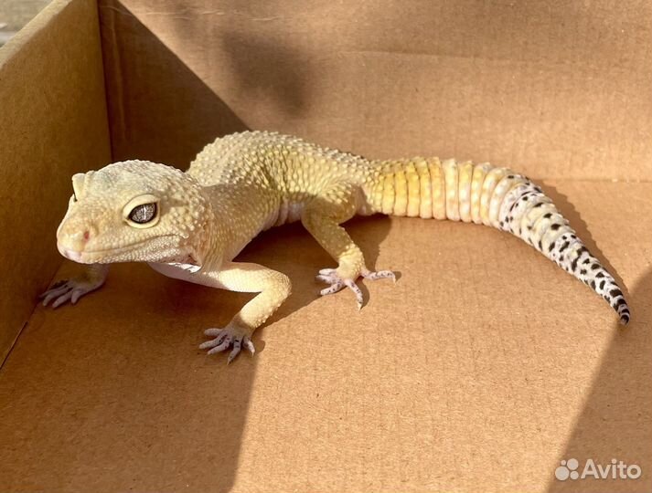 Эублефар Super Hypo Tangerine самец