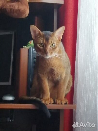 Абиссинская