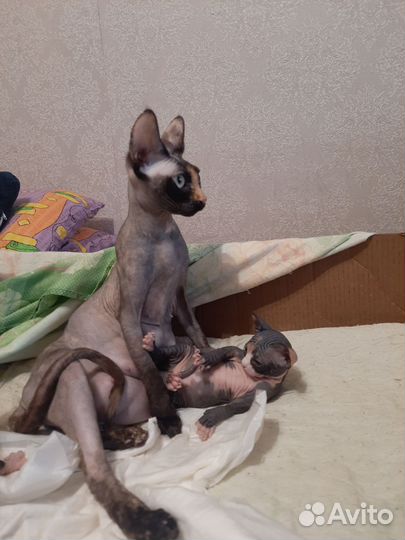 Канадский сфинкс