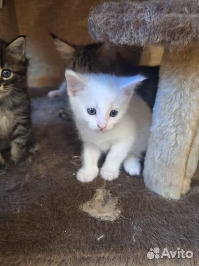 Котята мейн-кун в добрые руки бесплатно