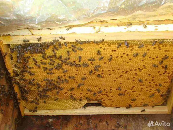 Продажа пчёлы