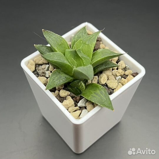 Вариегатные хавортии