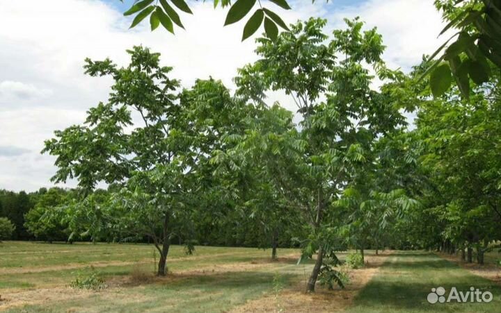 Маньчжурский орех