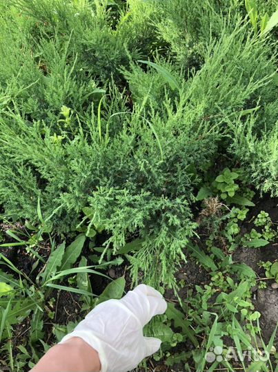 Можжевельник казачий